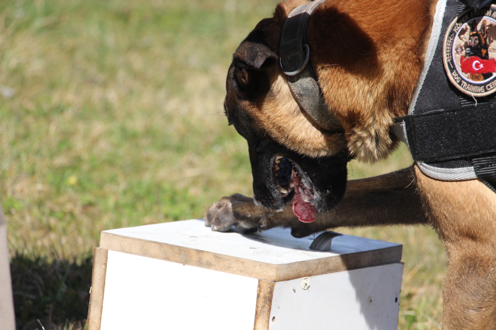 Dedektör Köpekler (4)