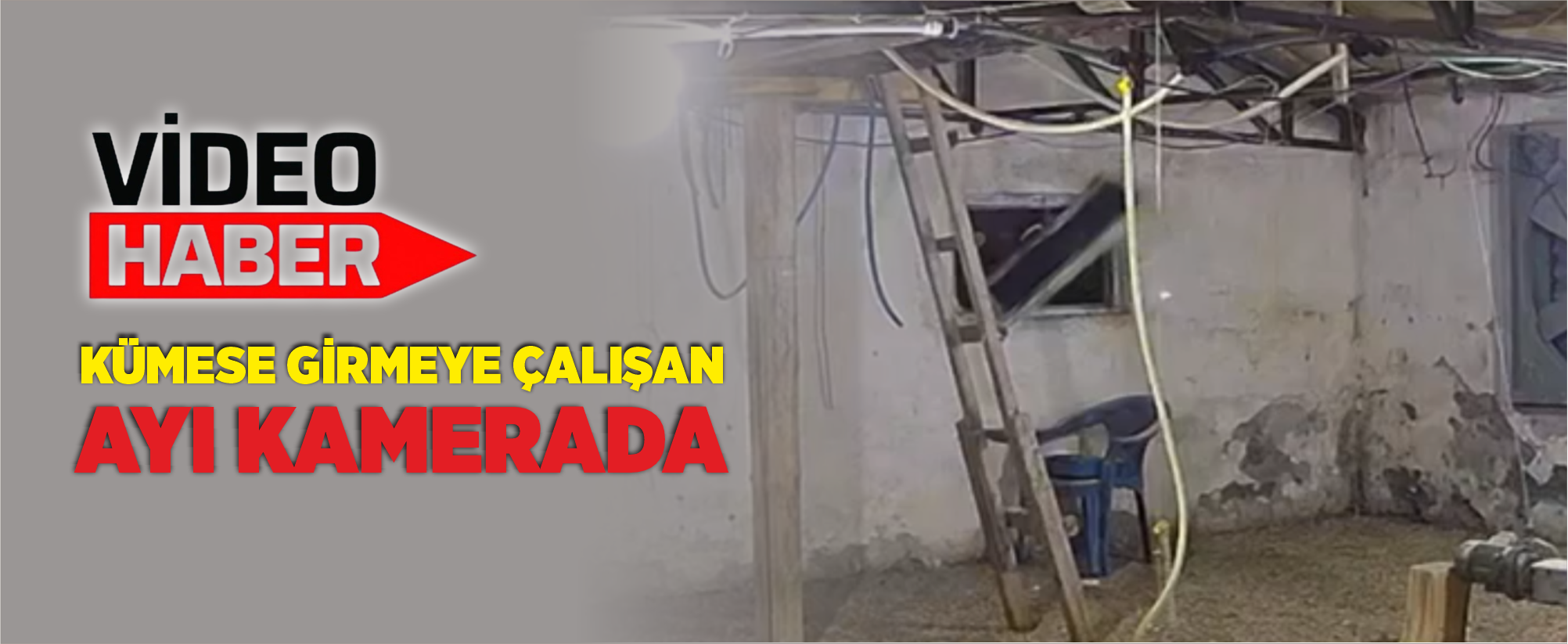 Kümese girmeye çalışan ayı kamerada