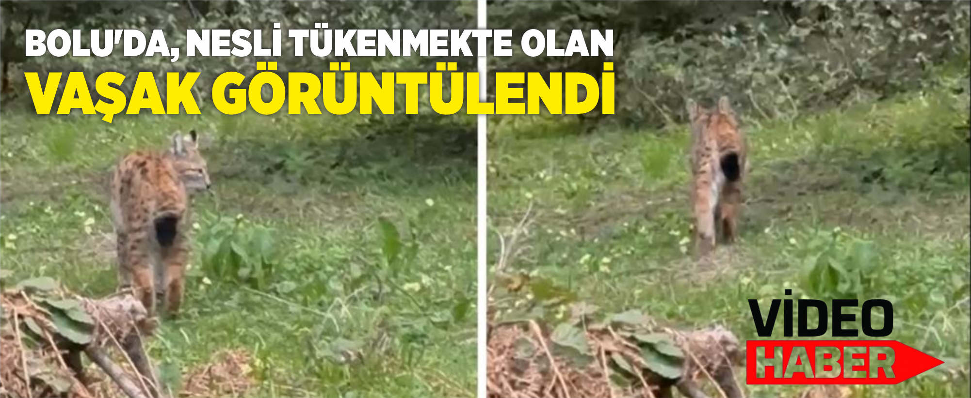 Bolu'da, nesli tükenmekte olan vaşak görüntülendi