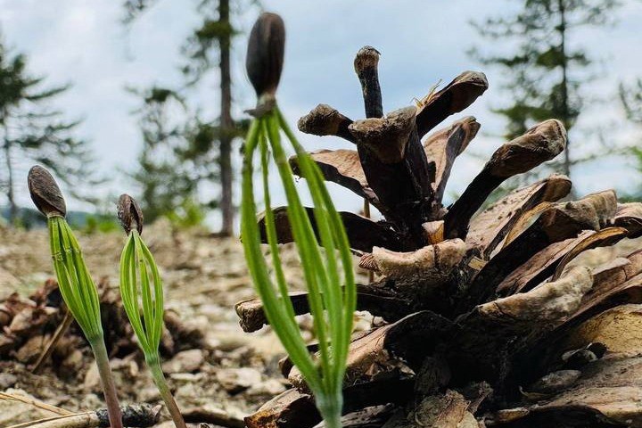 Bolu’nun Ormanları Yeşeriyor (5)