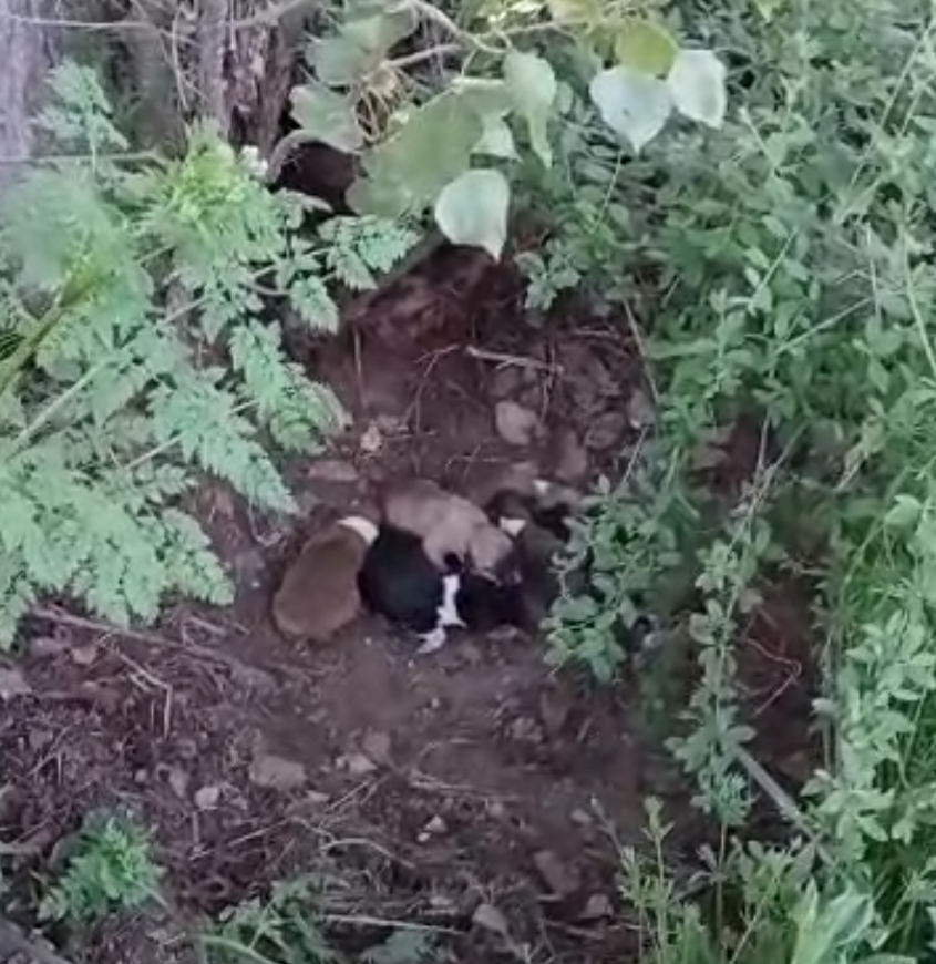 Çiftçinin Dikkati 8 Köpek Yavrusunu Ölümden Kurtardı (1)-1