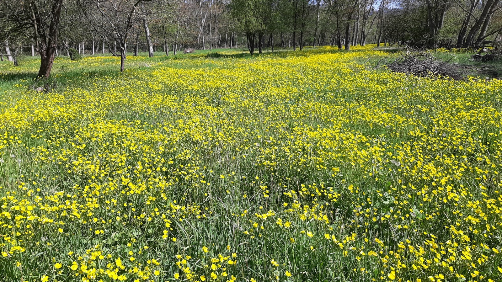 Doğa (2)