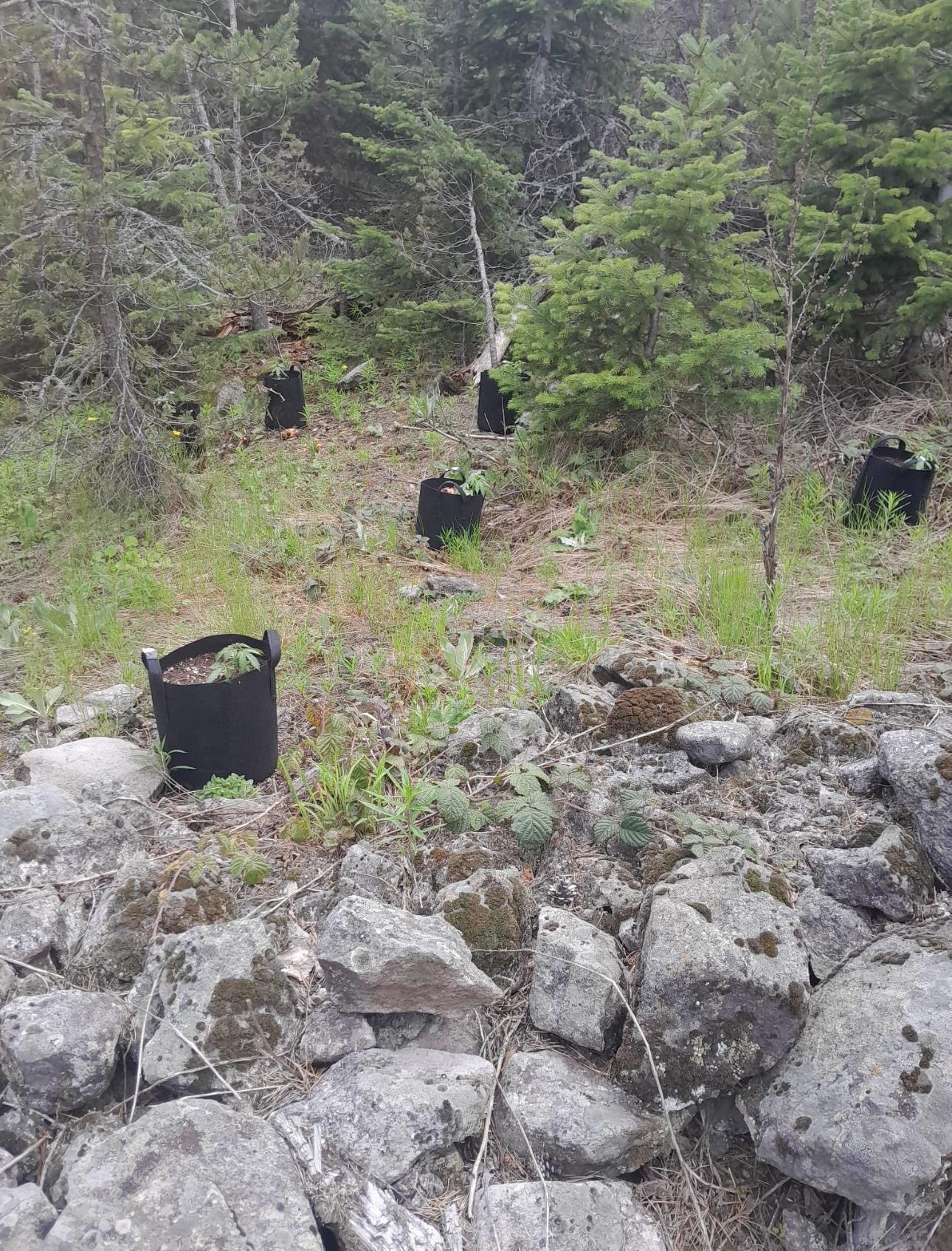 Ormanlık Alanda Yetiştirdiği Kenevirleri Sulamaya Giderken Yakalandı (2)