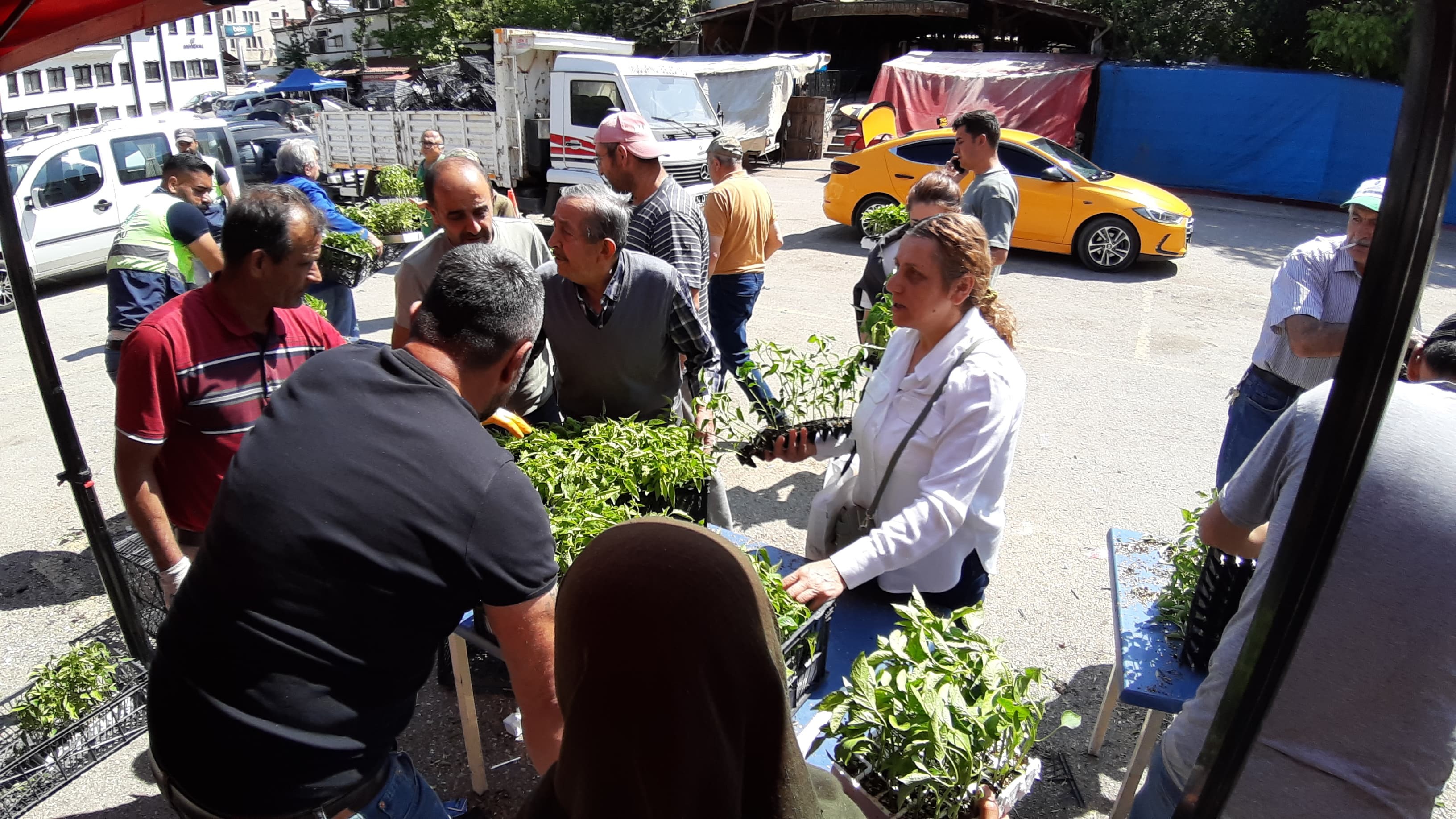 Boluda Fide Dağıtımı (4)