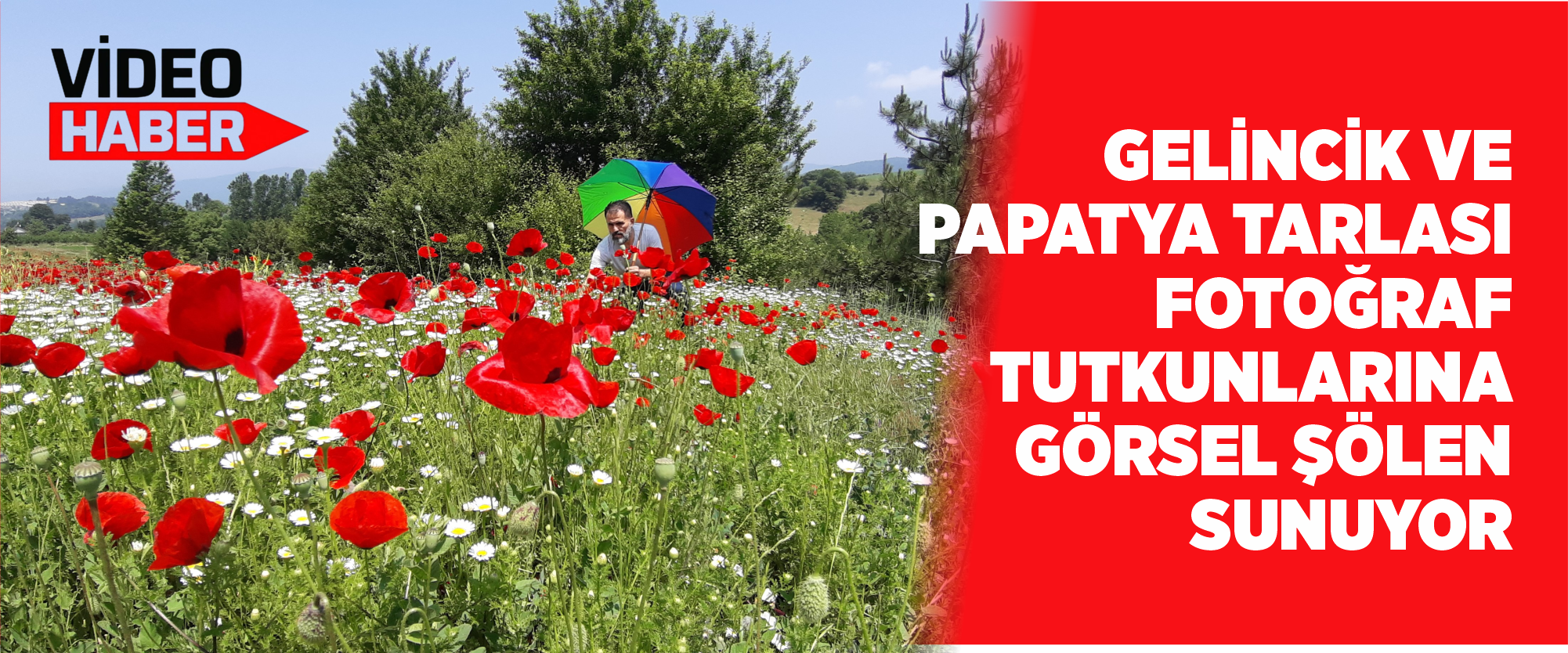Gelincik ve papatya tarlası fotoğraf tutkunlarına görsel şölen sunuyor