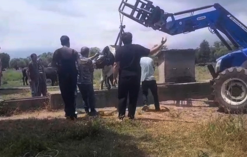 İnek Oluğa Sıkıştı, Köylüler Seferber Oldu (1)