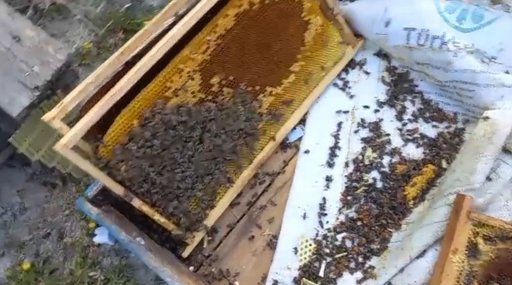 Kovanlarına Ayı Saldırdı Şükür Bir Tanesini Parçalamış, Ayımız Medeniymi (2)