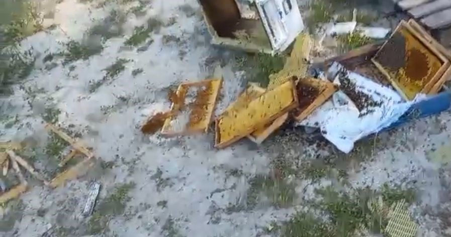 Kovanlarına Ayı Saldırdı Şükür Bir Tanesini Parçalamış, Ayımız Medeniymi (3)