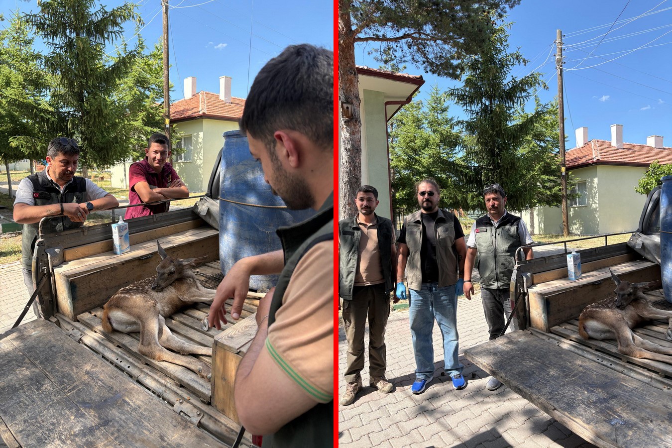 Ormanlık Alanda Bulunan Yaralı Geyik Tedavi Altına Alındı (2)-1
