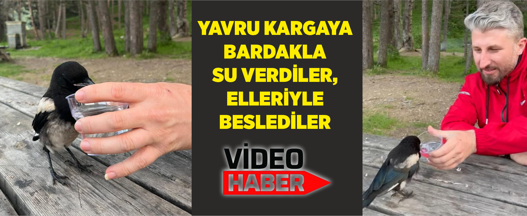Yavru kargaya bardakla su verdiler, elleriyle beslediler