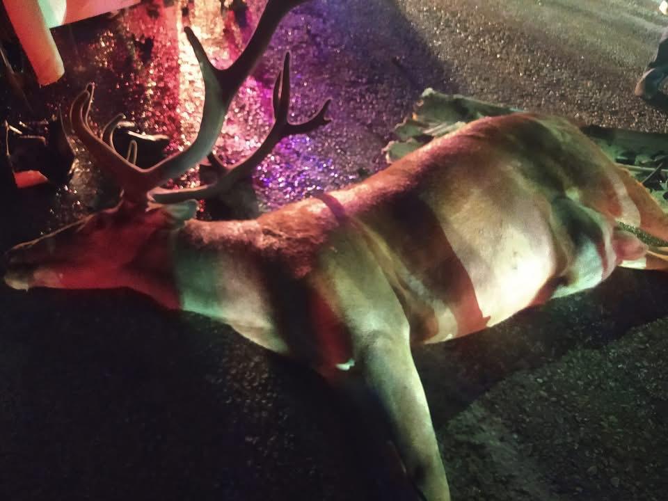 Mudurnu'da Feci Kaza Yola Atlayan Geyik Can Aldı (1)