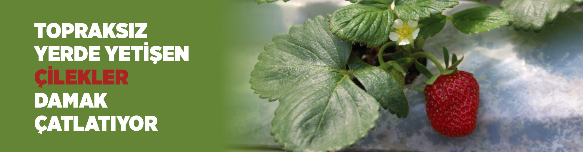 Topraksız yerde yetişen çilekler damak çatlatıyor
