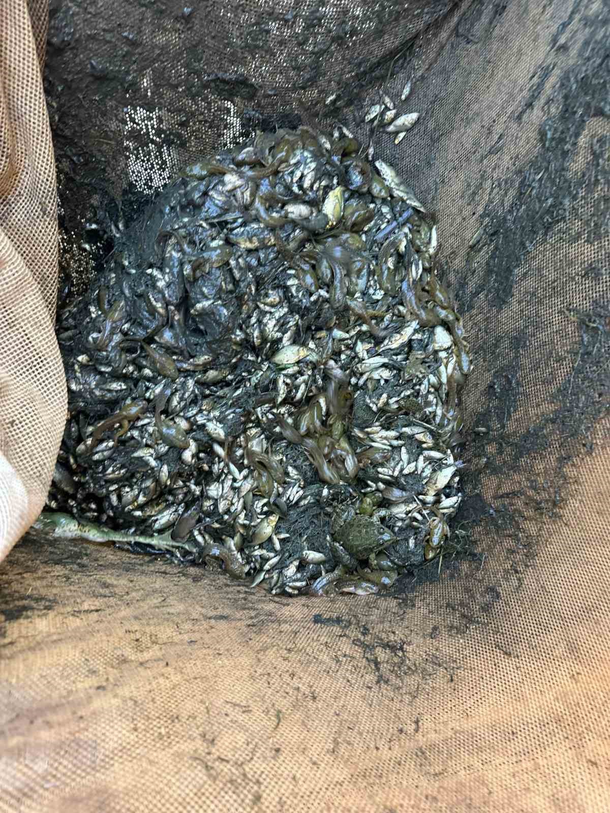 Bolu’da Üretilen Yavru Sazanlar Türkiye’nin Dört Bir Yanına Gönderildi (2)
