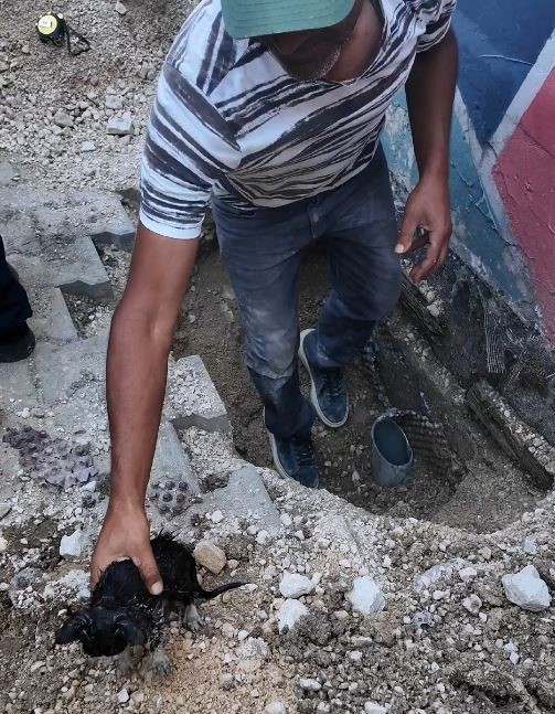 Su Borusuna Sıkışan Yavru Kedi Için Seferber Oldular (2)