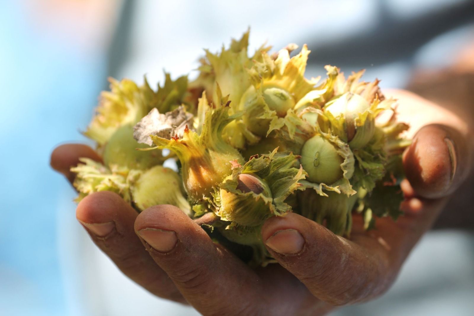Boş Laf, İcraat Yok, Çiftçi Yalnız, Fındıkta Rekolte Yüzde 20’Ye Çakıldı (1)