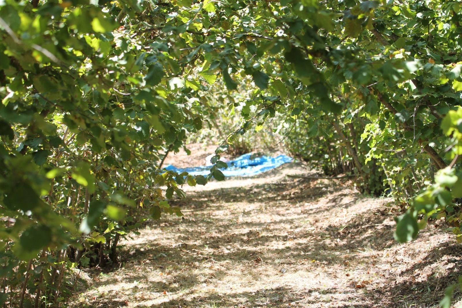 Boş Laf, İcraat Yok, Çiftçi Yalnız, Fındıkta Rekolte Yüzde 20’Ye Çakıldı (3)