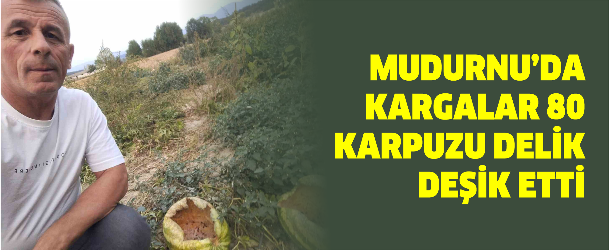 Mudurnu’da kargalar 80 karpuzu delik deşik etti