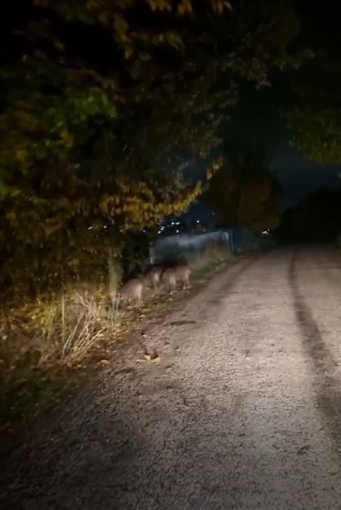 Aç Kalan Domuz Sürüsü Şehre Indi (2)