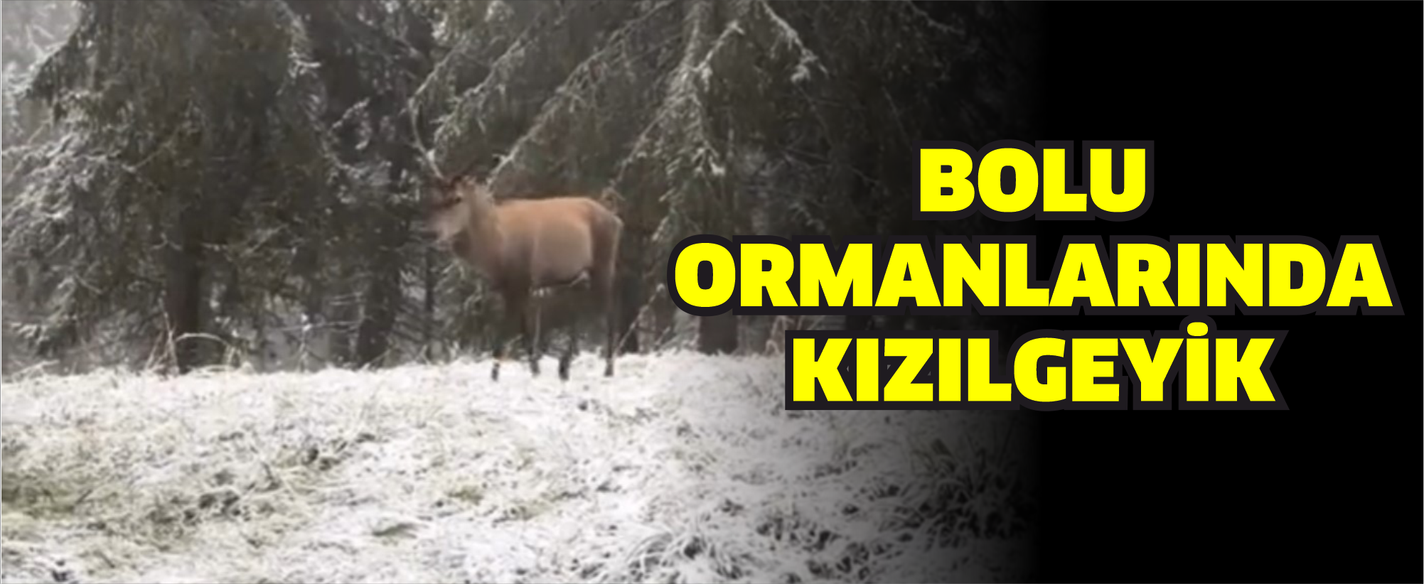 Bolu ormanlarında kızılgeyiğin böğürme anları kameraya yansıdı