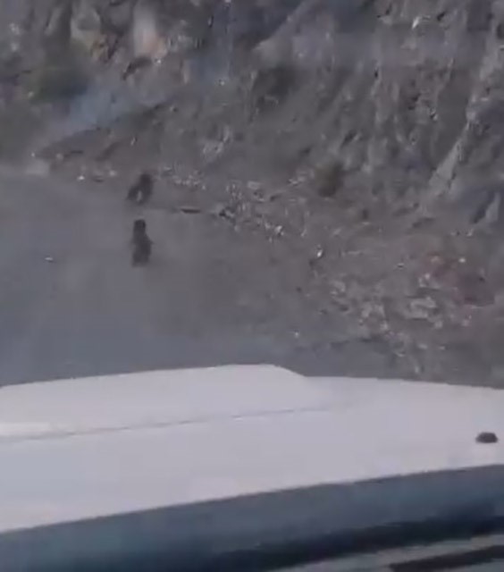 Bolu’da Anne Ayı Ve Yavrusu Korkuyla Dağa Tırmandı, O Anlar Kamerada (2)