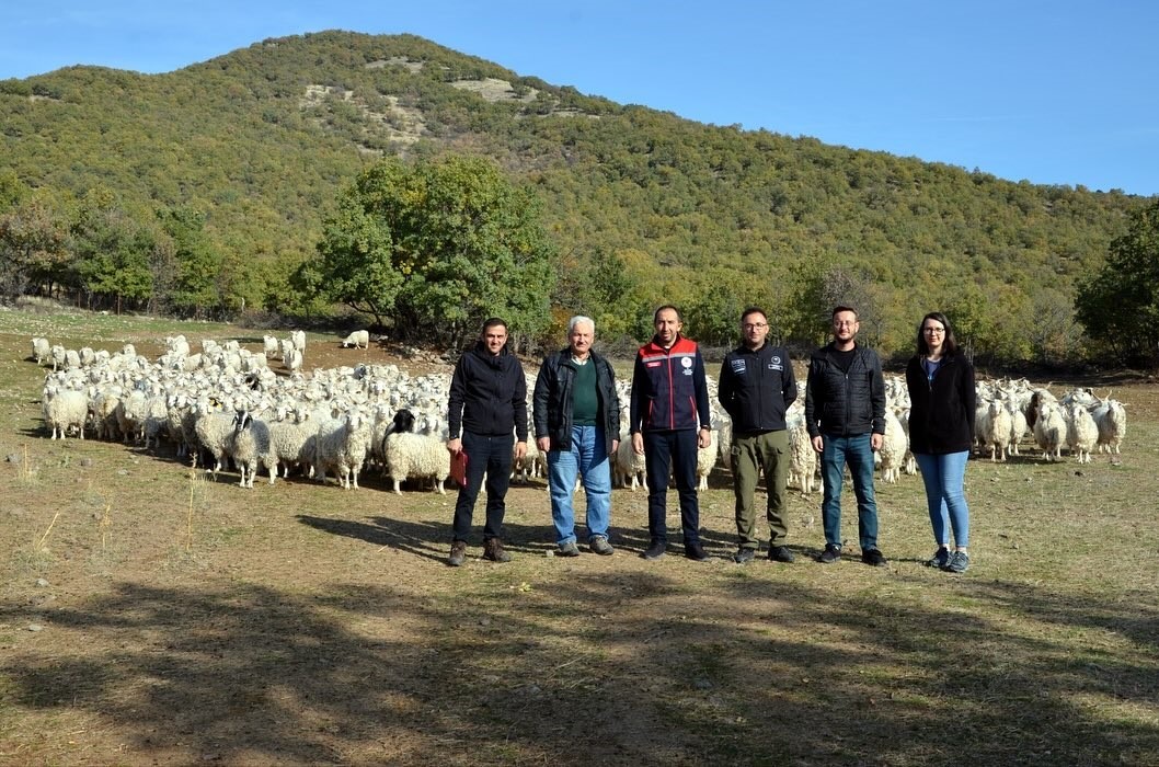 Bolu’da Tiftik Keçisine 3 Milyon Liralık Destek (2)