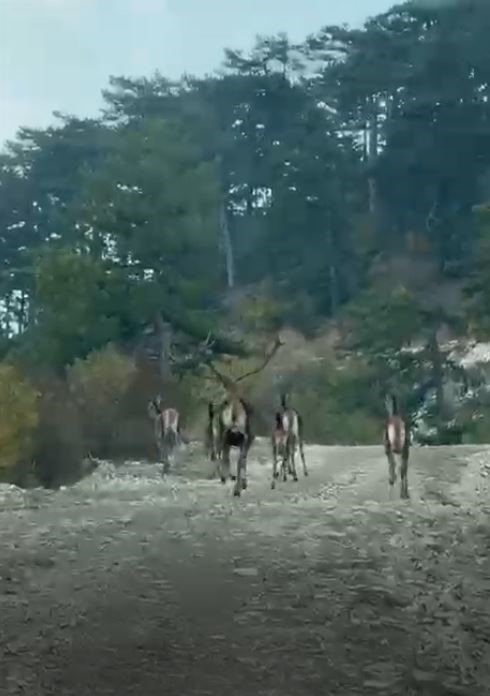 Göynük’te Geyik Sürüsü Kameraya Yansıdı2