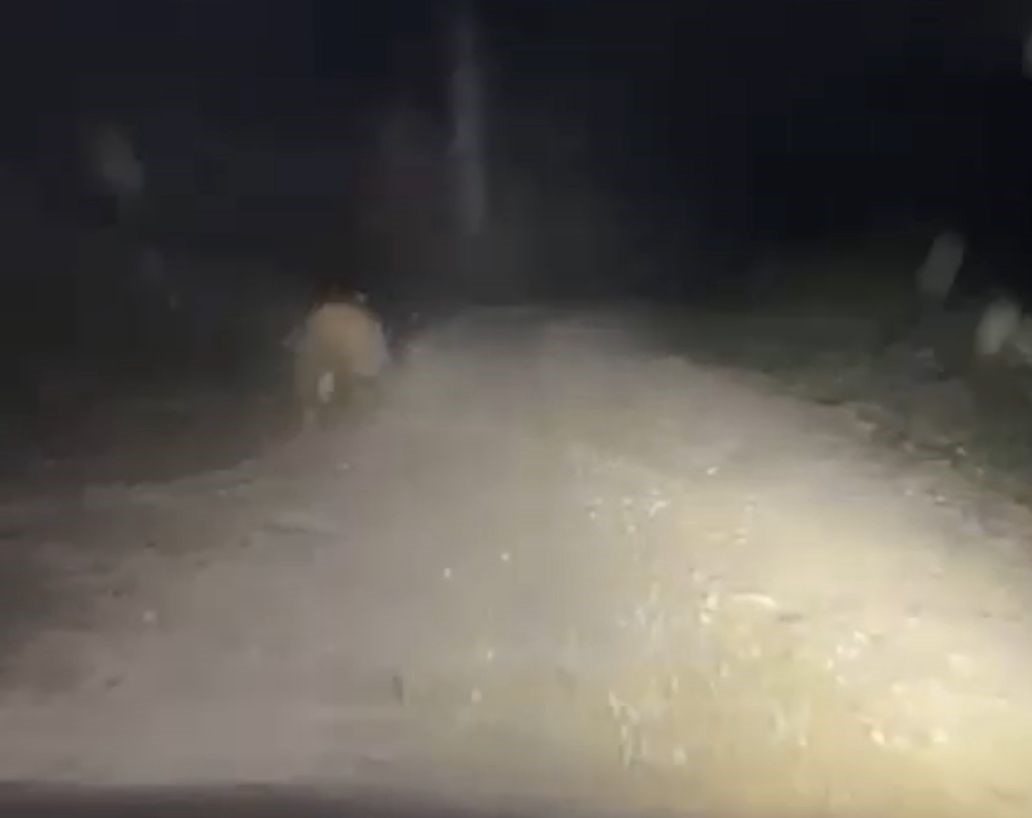 Aracın Işıklarından Korkan Ayı Böyle Kaçtı (2)