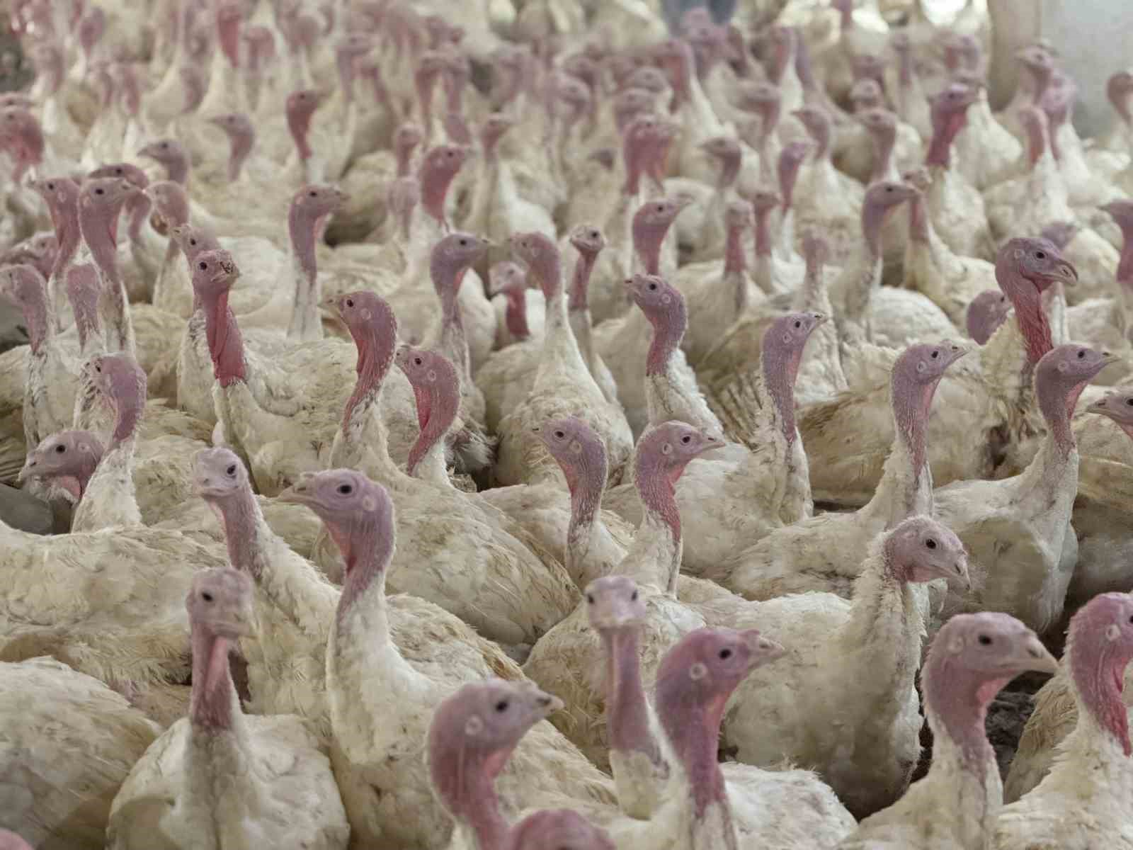 Bolu’da Üreticilere Kuş Gribi Uyarısı (1)