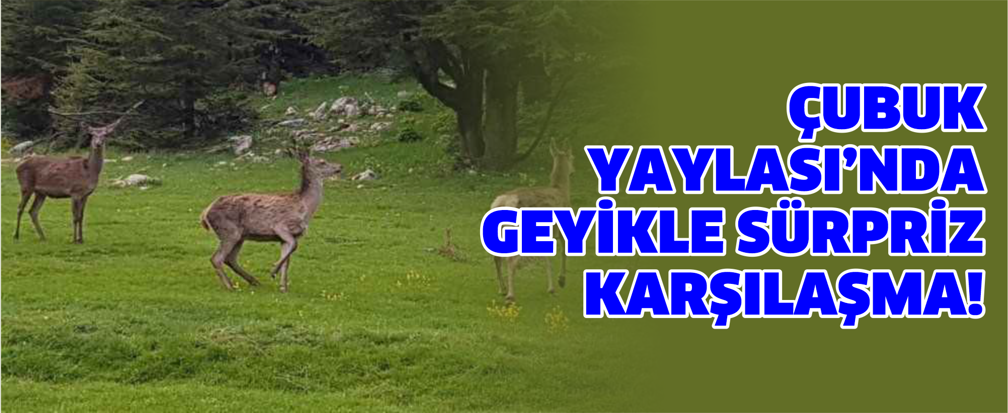Çubuk Yaylası’nda Geyikle Sürpriz Karşılaşma!
