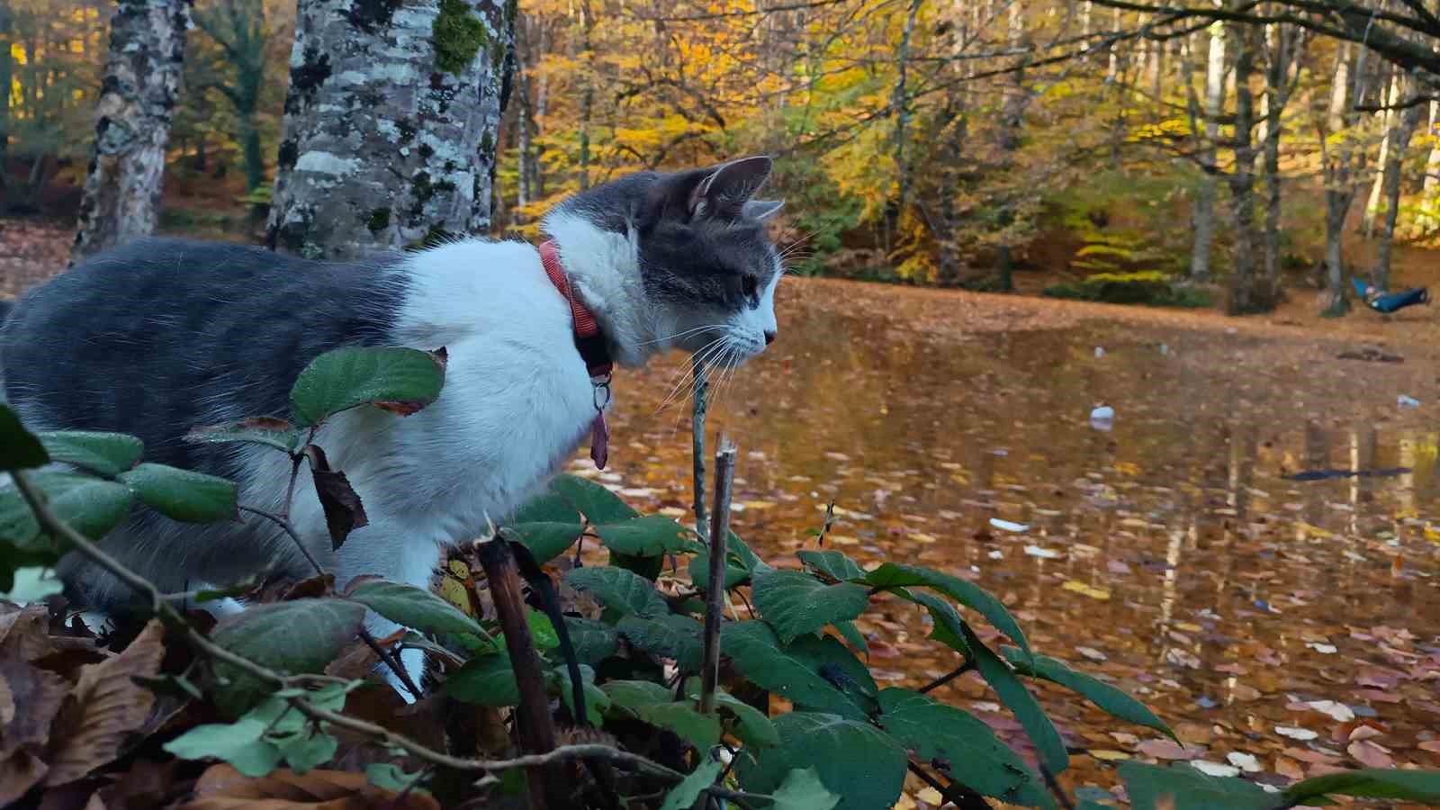 Yedigöller Milli Parkı Ziyaretçi Akınına Uğradı (2)