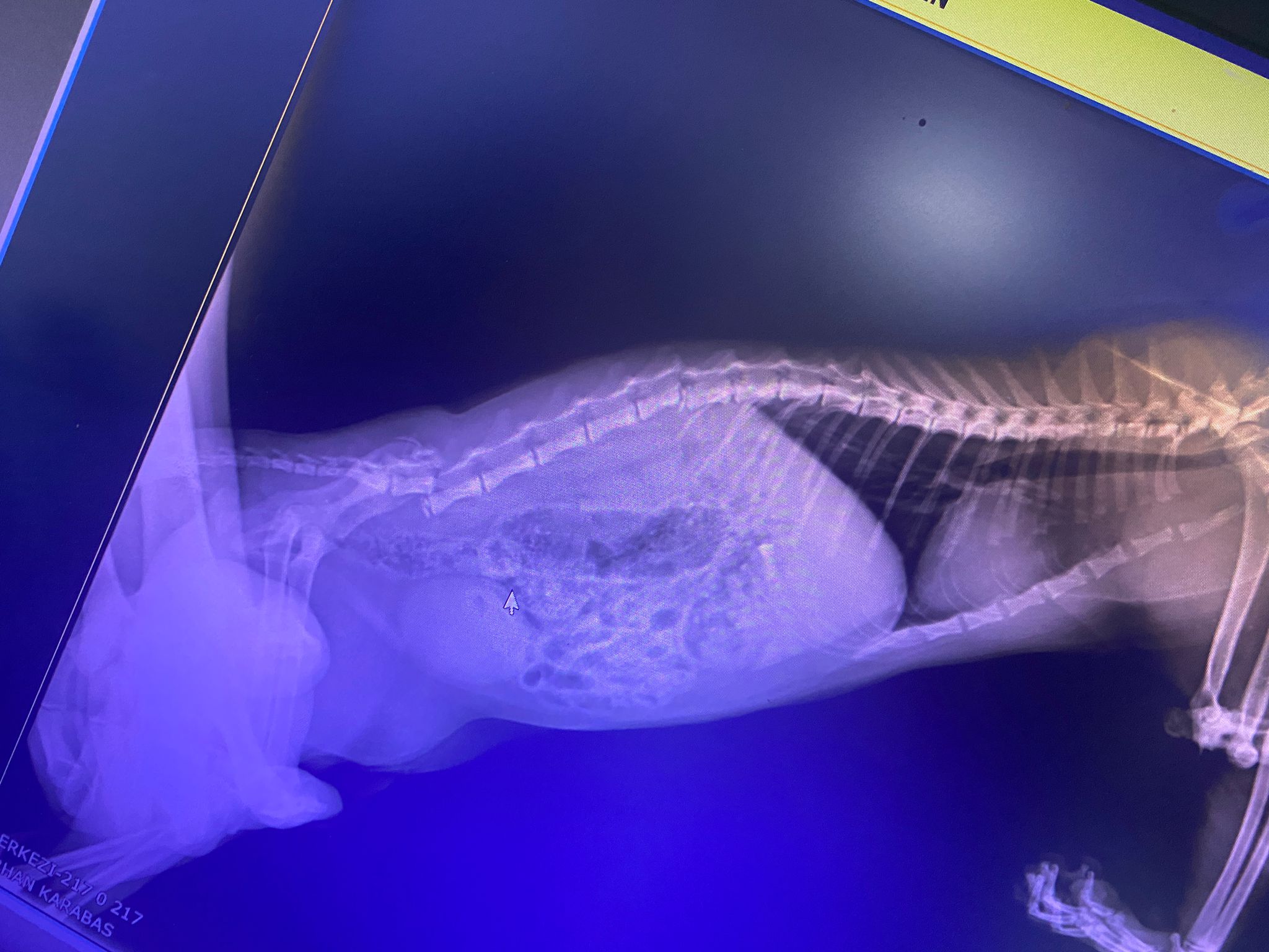 Boluda Kedi Için Yardım Kampanyası (2)