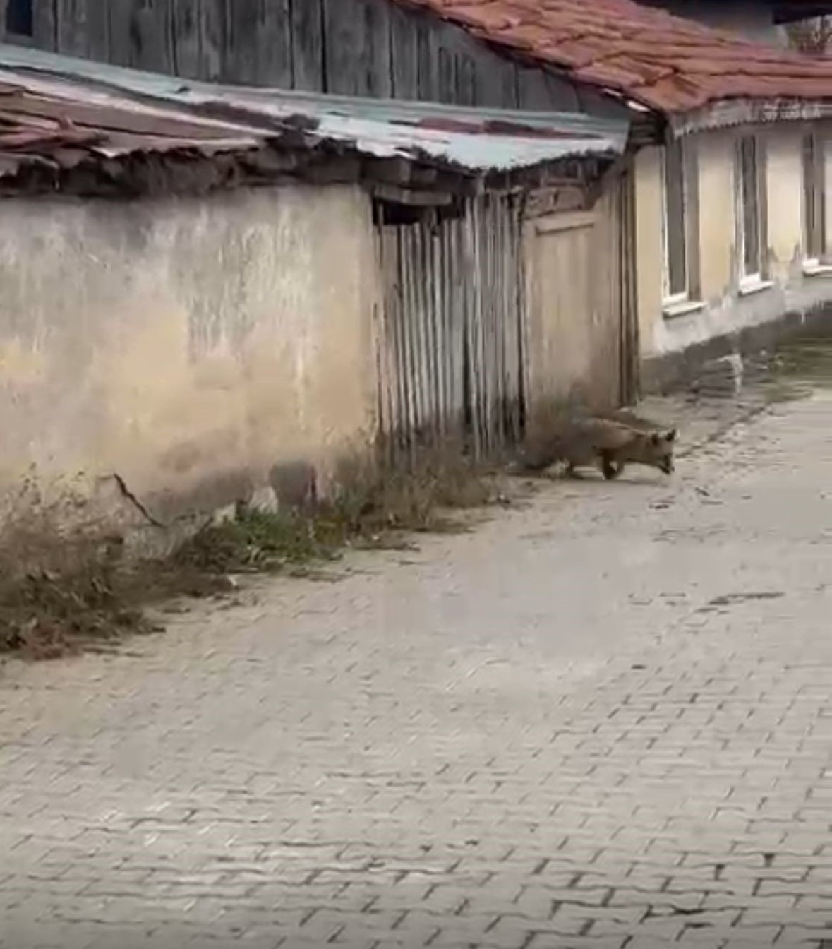 Köpek Seslerini Duyan Tilkinin Yaşadığı Panik Kamerada (2)