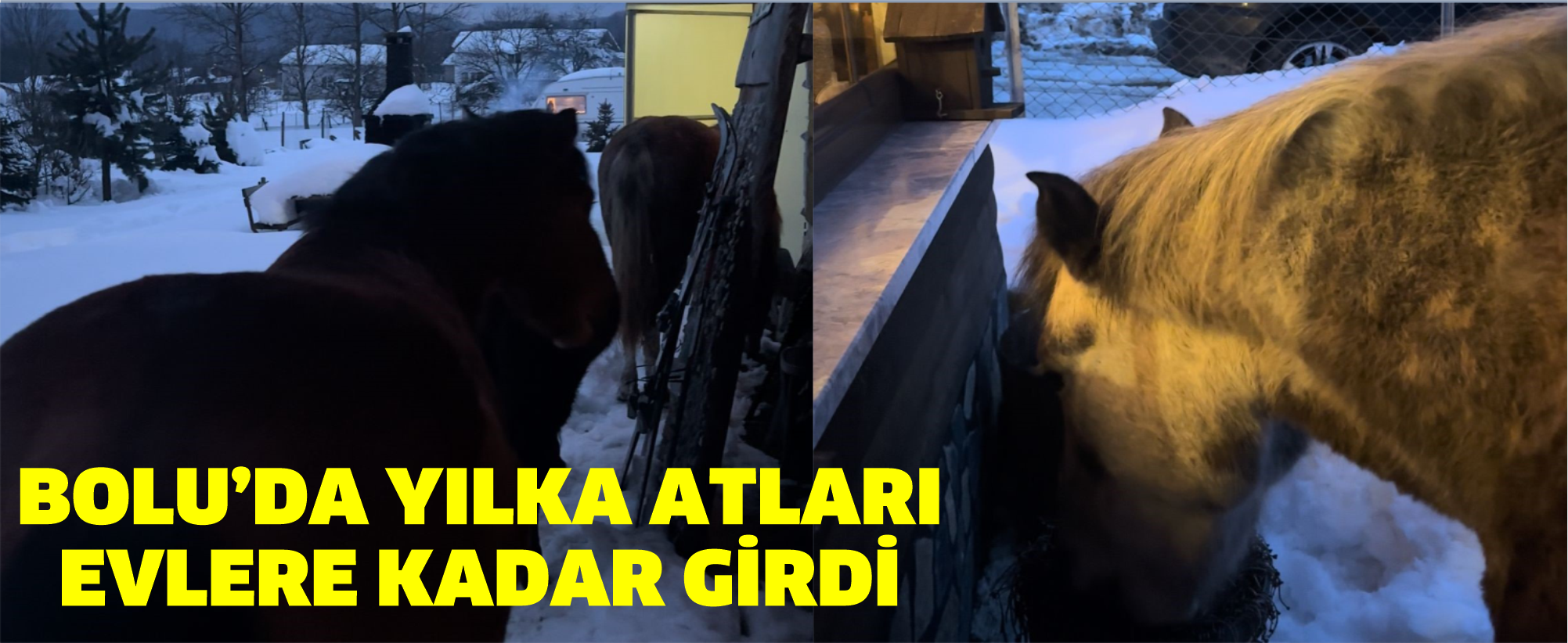 Bolu’da yılka atları evlere kadar girdi