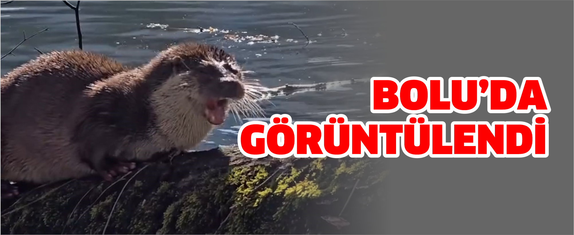 Bolu'da su samuru görüntülendi