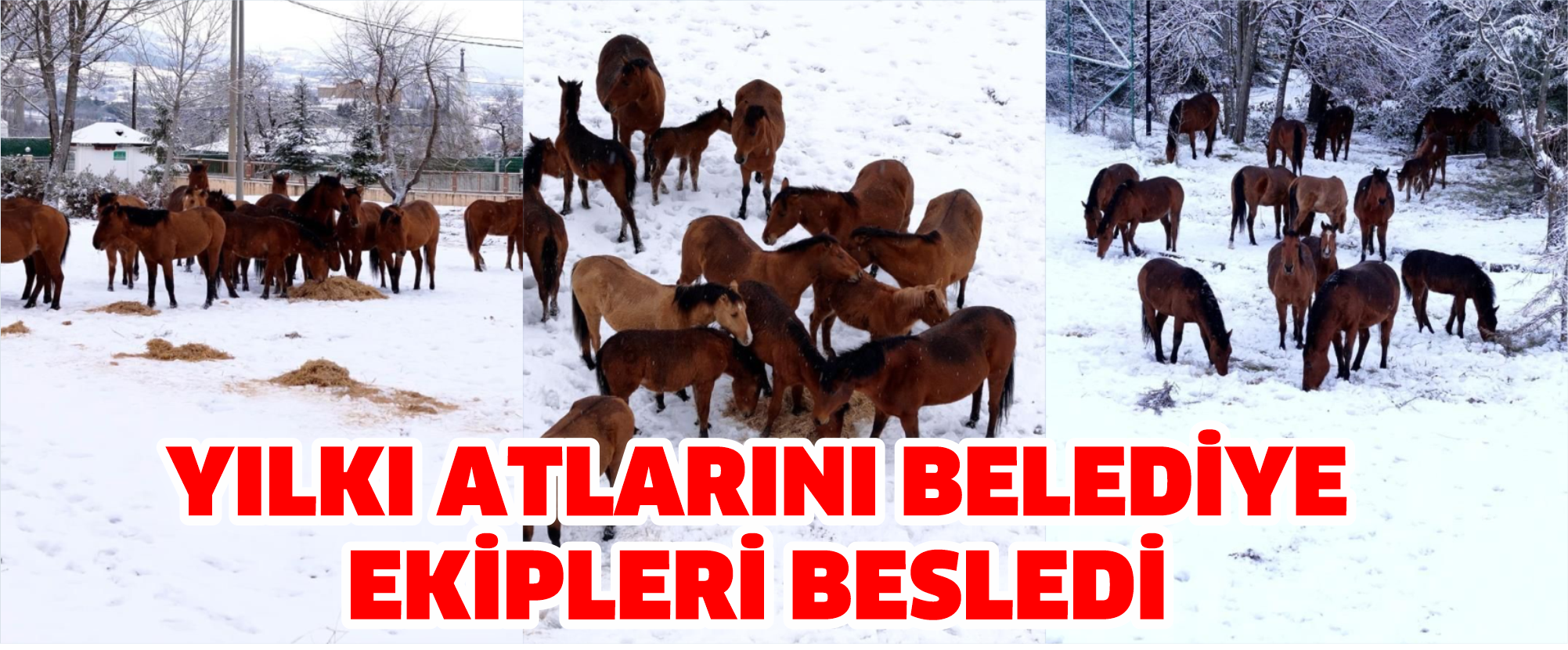 Yılkı atlarını belediye ekipleri besledi