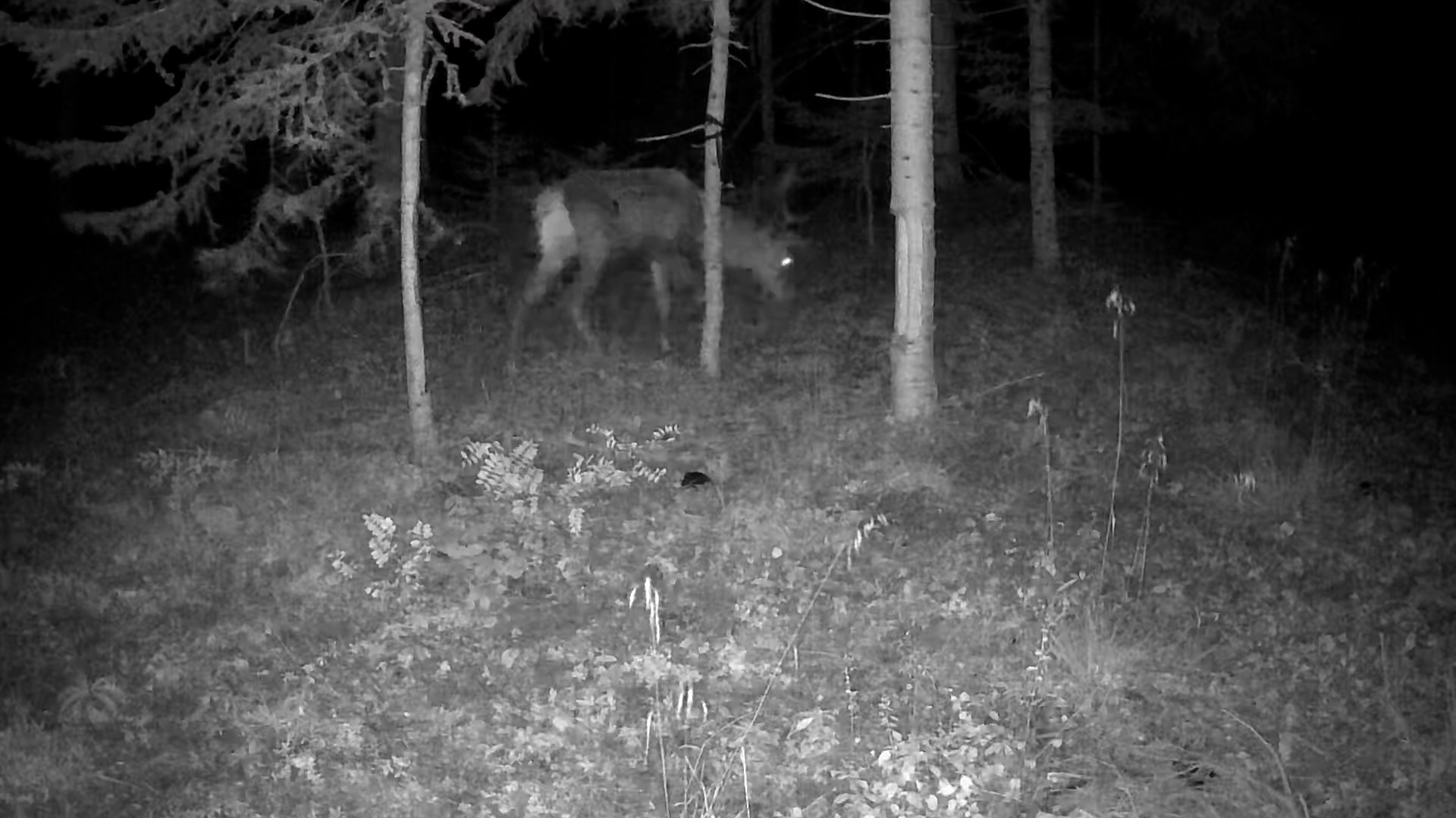 Ayı, Kurt, Geyik Ve Karaca Fotokapana Yakalandı (5)
