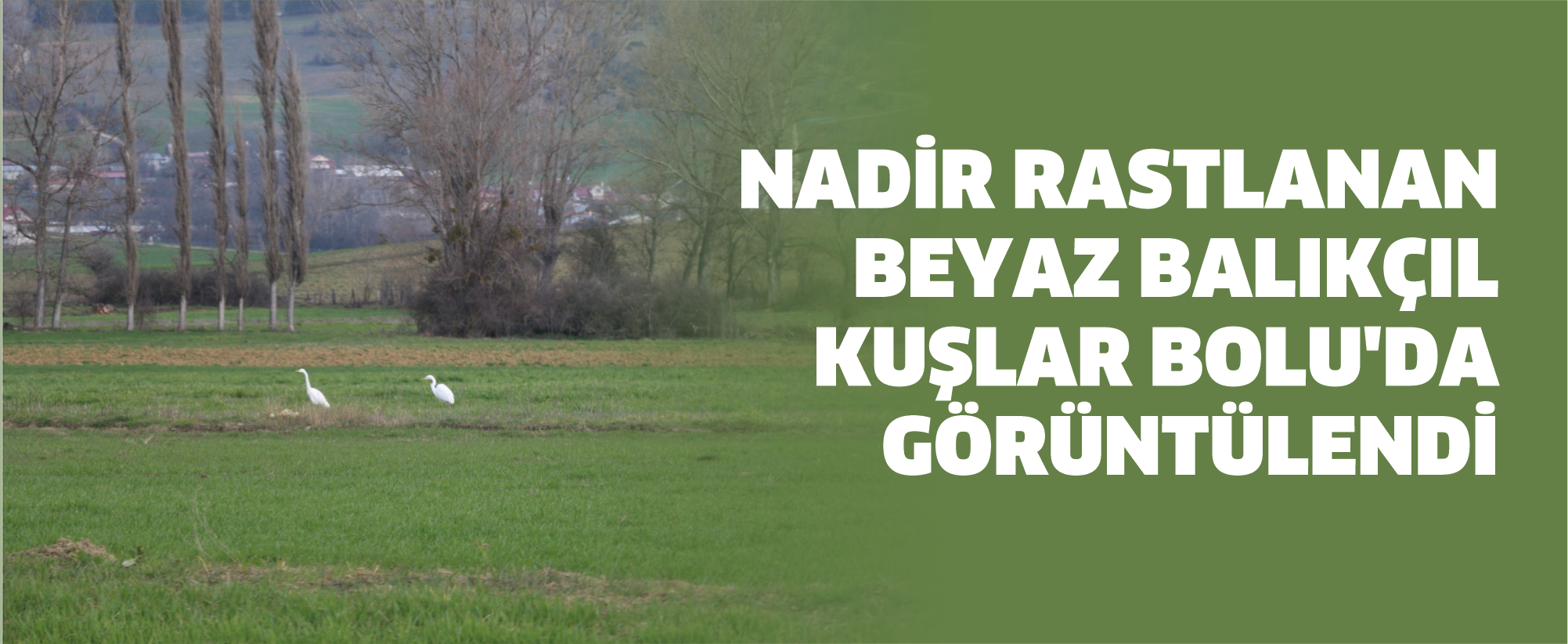 Nadir rastlanan beyaz balıkçıl kuşlar Bolu'da görüntülendi