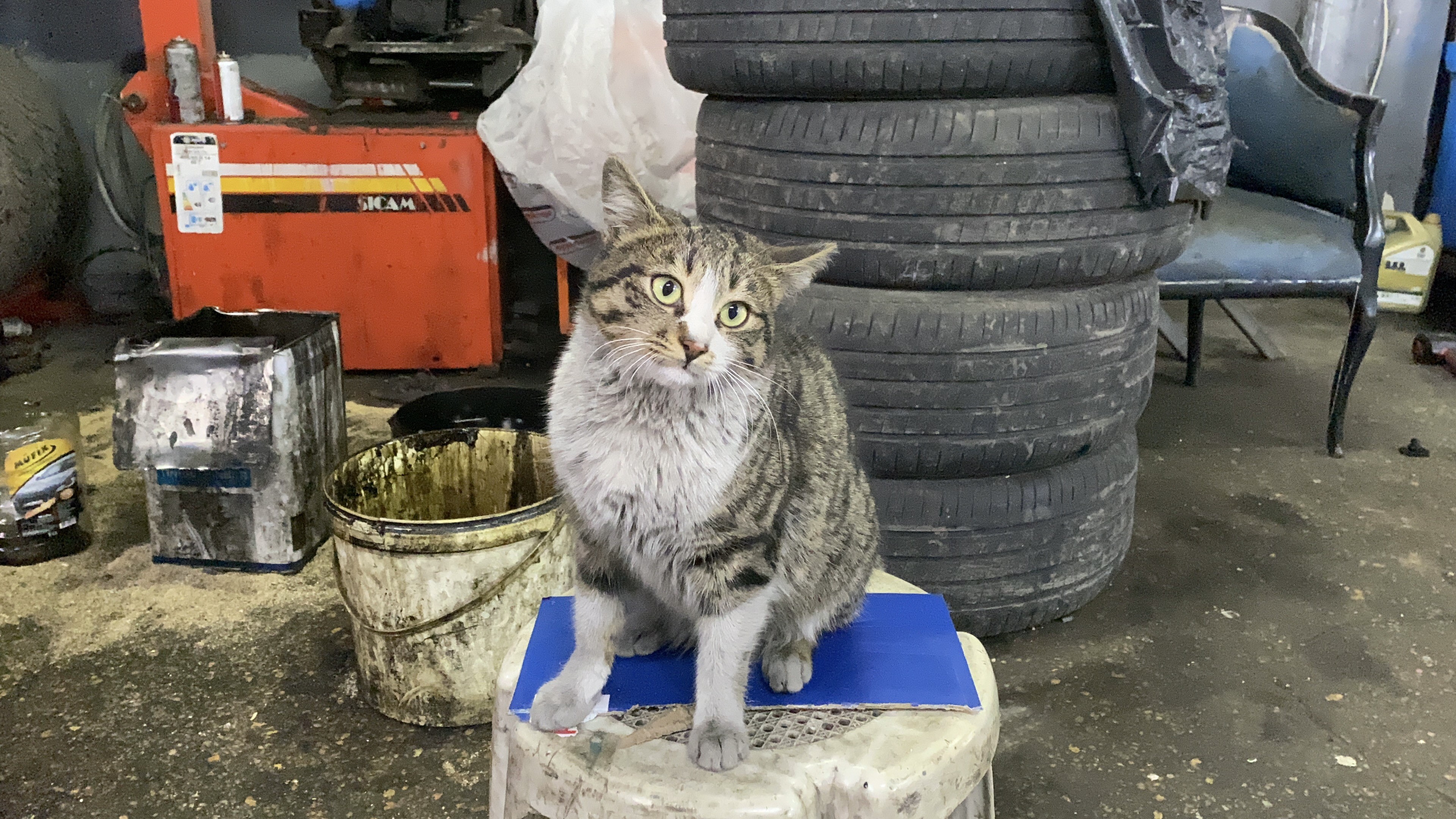 Oto Tamircisinin En Sadık Çırağı Şıkkıdı Oldu (6)