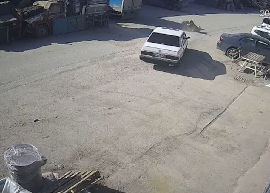 Yolda Yatan Köpeği Ezdi, Arkasına Bakmadan Uzaklaştı (2)