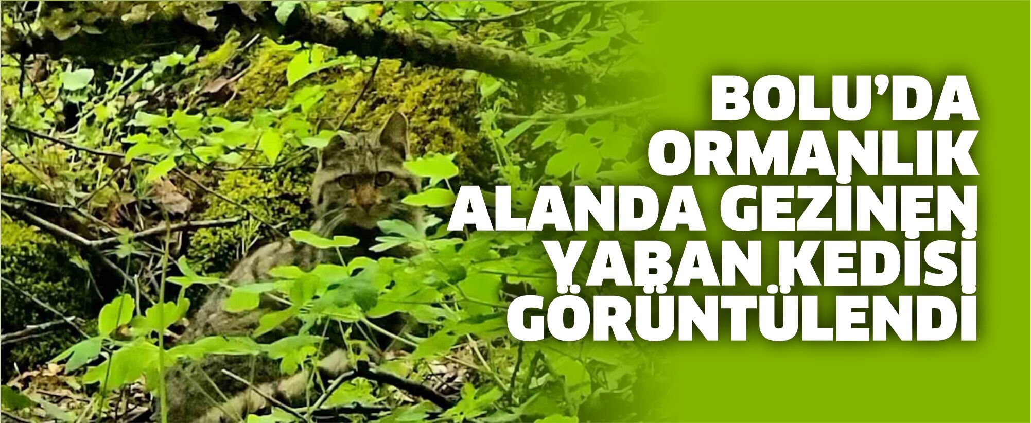 Bolu’da ormanlık alanda gezinen yaban kedisi görüntülendi