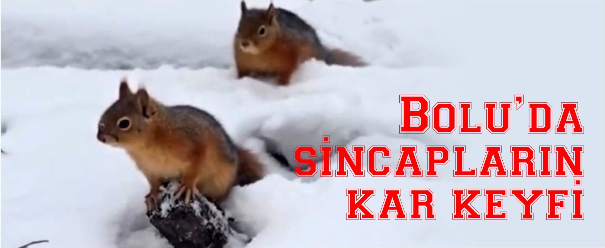 Bolu’da sincapların kar keyfi