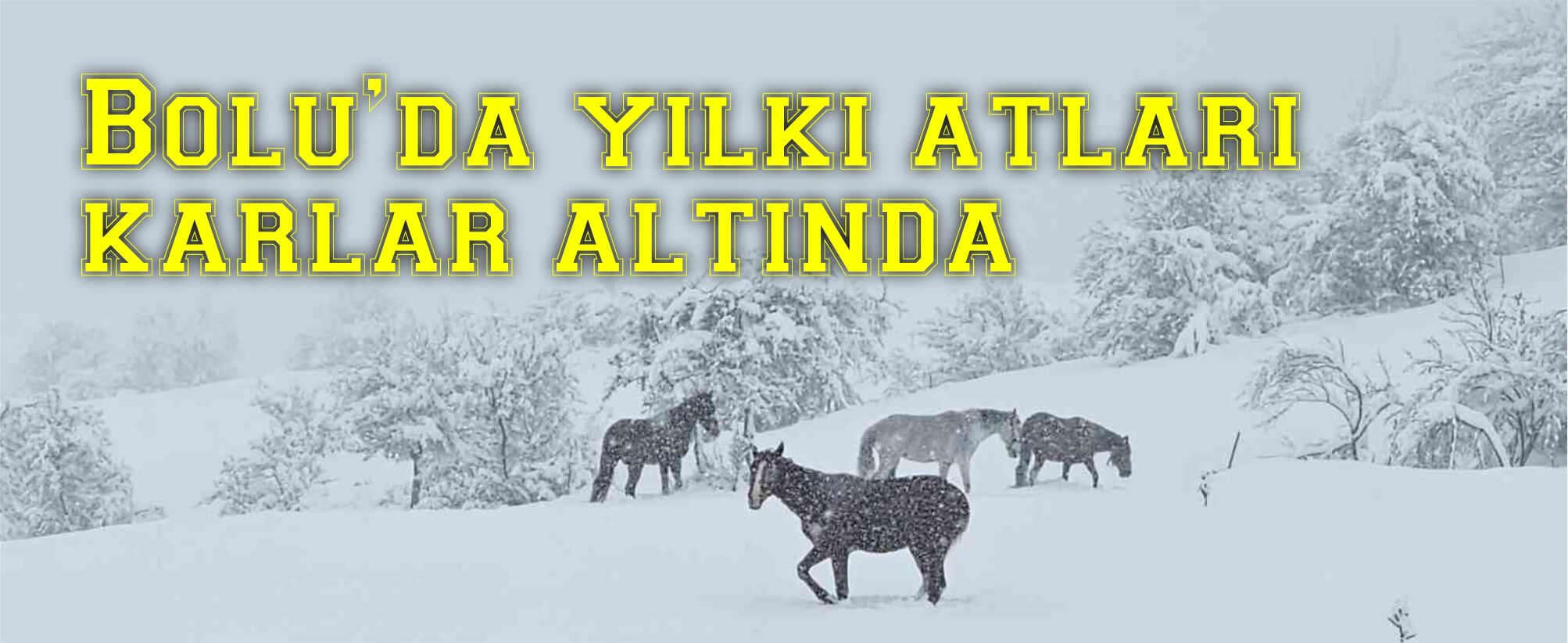 Bolu’da yılkı atları karlar altında