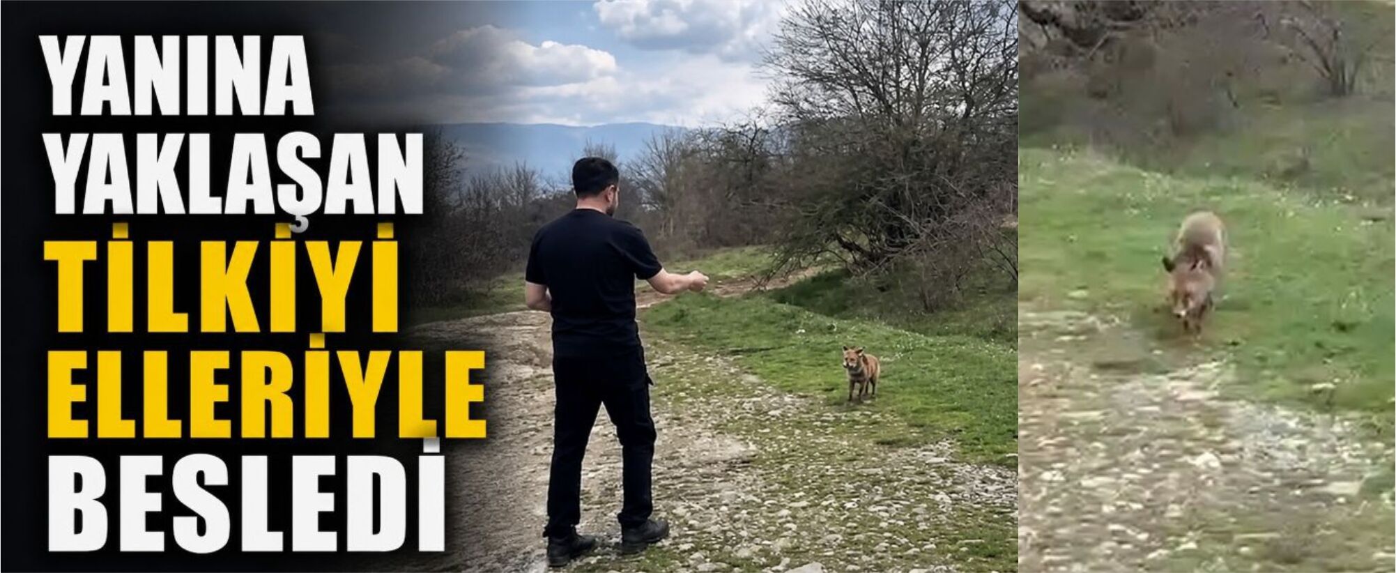 Yanına yaklaşan tilkiyi elleriyle besledi
