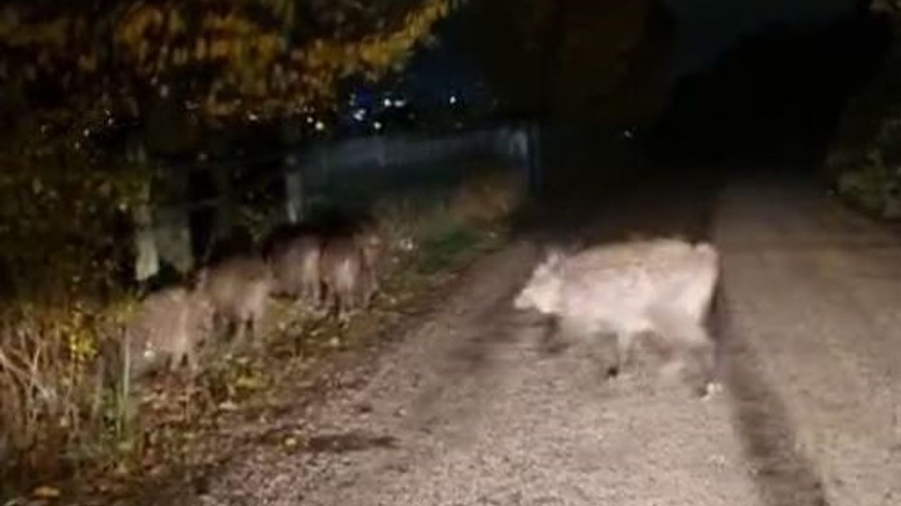 Aç kalan domuz sürüsü şehre indi