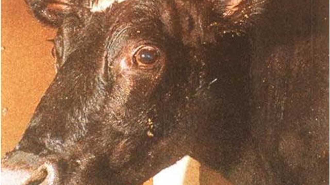 BİR BU EKSİKTİ! BOLU’DA DELİ DANA GÖRÜLDÜ