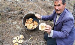 Bolu’da Mantar Sezonu Açıldı