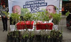 100 Çınar ağacı dağıttılar