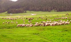 Bolu'nun her mevsim ayrı güzel yaylası: Sarıalan