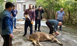 Bolu Merkez’de Kurban Kesim Yerleri Belirlendi