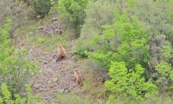 Bolu’da yavru ayıları kaydetti